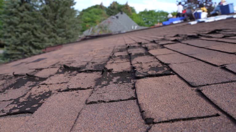 Best Asphalt Shingles Roofing  in Forest, OH